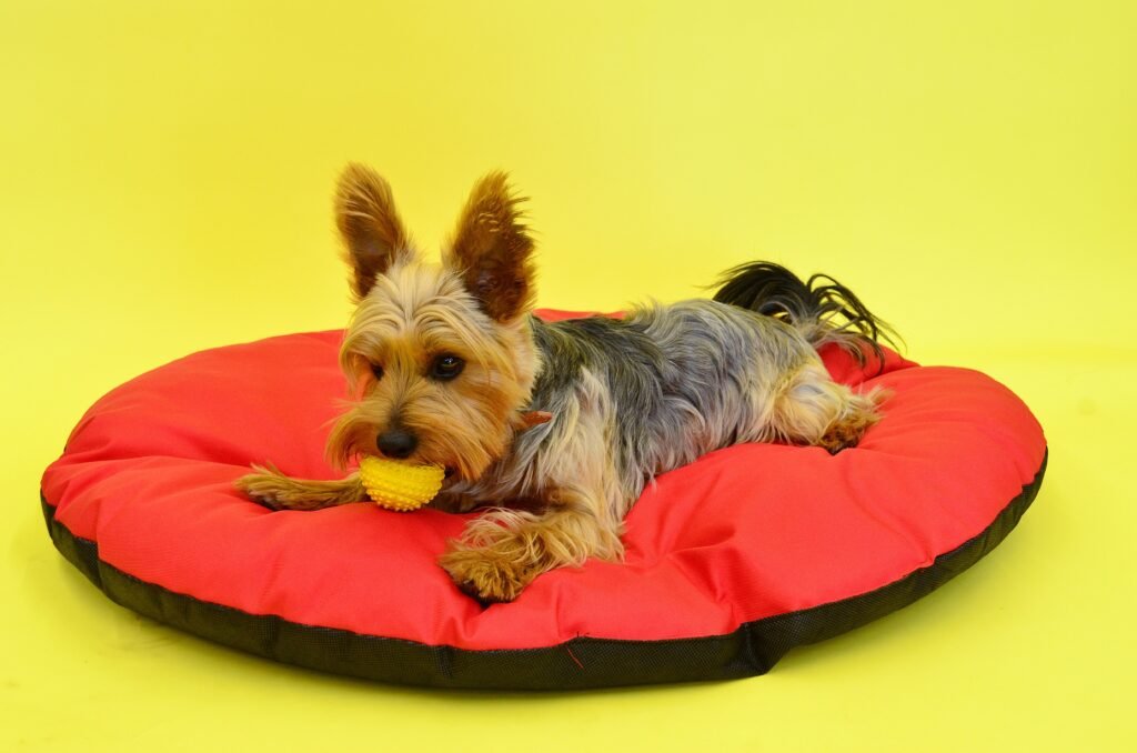 Adorable Yorkshire Terrier resting on a vibrant red cushion against a yellow background.